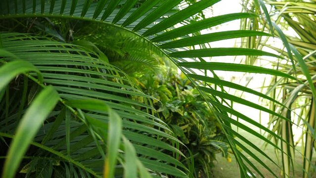 Tropical plants growing in caribbean garden, closeup