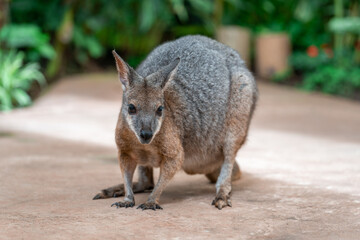 close-up of a small kangaroo