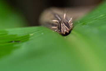 macrophotography of a giant worm's head on a leaf