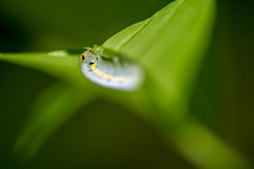 macrophotography of the head of a slug worm underneath a leaf