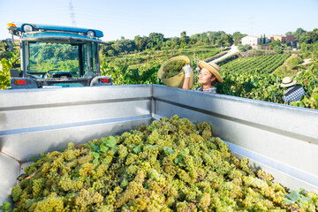 Female farm worker working in vineyard during autumn harvest, loading freshly picked grapes in truck