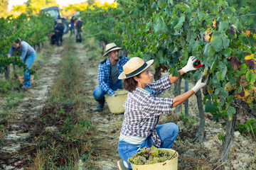 Portrait of woman winemaker picking harvest of grapes in vineyard at fields