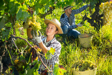 Naklejka na ściany i meble Portrait of woman working at vineyard, harvesting ripe grapes on autumn day
