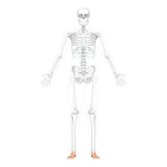 Skeleton Foot and ankle Bone Human front view with two arm open pose with partly transparent bones position. 3D realistic flat natural color Vector illustration of anatomy isolated on white background
