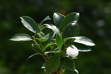 Bonsai ficus tree close up, selective focus, with green leaves and blurred background. Defocused green nature background. Potted ficus bonsai