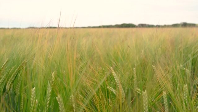 bl&eacute;s verts sous le vent