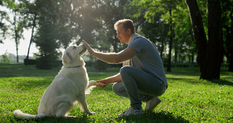 Happy smart golden retriever give paw to handsome owner. Pet lick hand lie down - obrazy, fototapety, plakaty