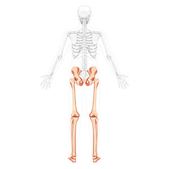 Lower limbs Human Pelvis with legs, Thighs Feet, ankles Skeleton back view with side open arm poses partly transparent body. Anatomy 3D realistic flat concept Vector illustration of isolated on white