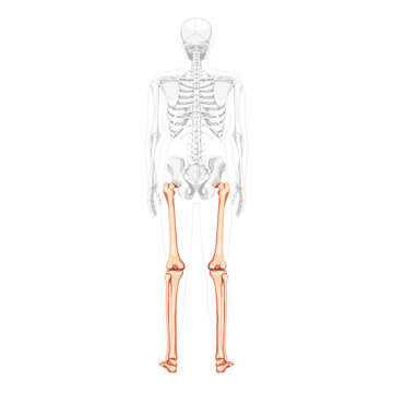 Skeleton Thighs and legs lower limb Human back view with partly transparent bones position. Tibia, foot realistic flat natural color concept Vector illustration of anatomy isolated on white background