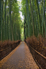 An alley in the bamboo forest.  Arashiyama Kyoto Japan
