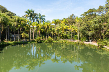 Fototapeta na wymiar Floresta verde em clima tropical