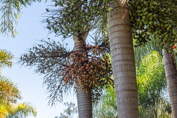 Fototapeta premium Cocos em contraste com céu
