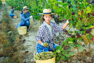 Portrait of female farmer picking harvest of green grapes in vineyard outdoor