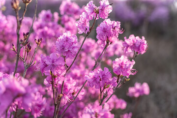 Close - up of flowers of Rhododendron dauricum. popular names rosemary, maral. Russia. Vladivostok