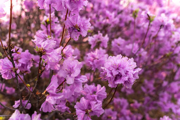 Close - up of flowers of Rhododendron dauricum. popular names rosemary, maral. Russia. Vladivostok