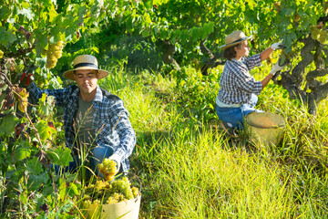 Portrait of young man farmer picking harvest of green grapes in sunny garden