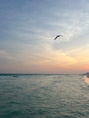 seagull silhouette flying over the Gulf of Mexico Florida water