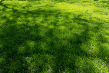 Obraz na płótnie Canvas Bright green lawn with shadows. Freshness. Background on the environmental theme, Conservation of the Earth.