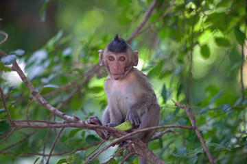 可愛いサル