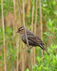 red winged blackbird