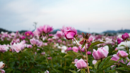 PEONY FLOWER FIELD