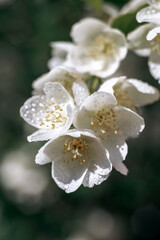 Jasmine. Flowers. Plant. Flowering plants. Spring.
