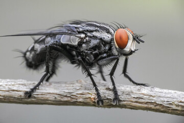 close up of a fly