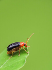 bug on a leaf