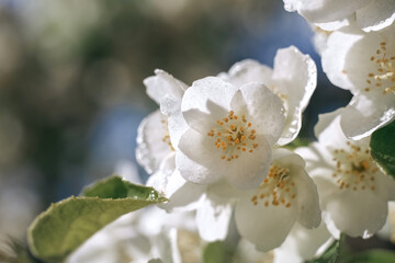 Jasmine. Flowers. Plant. Flowering plants. Spring.