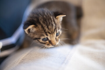 キジトラの子猫　ペット