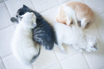 Fototapeta na wymiar 眠る子猫たち　ペットの赤ちゃん