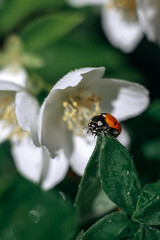 Ladybug on a green leaf. Insect. Ladybug on a branch. Coccinellidae.