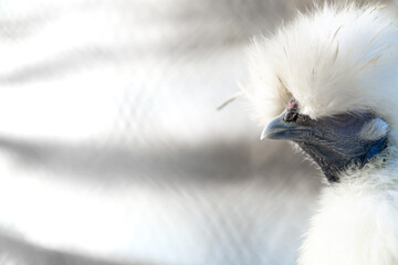 Gallina blanca Sudam&eacute;rica Patagonia 