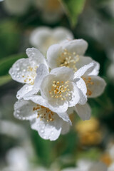 Jasmine. Flowers. Plant. Flowering plants. Spring.