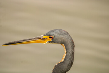 great blue heron