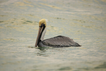 pelican on the beach