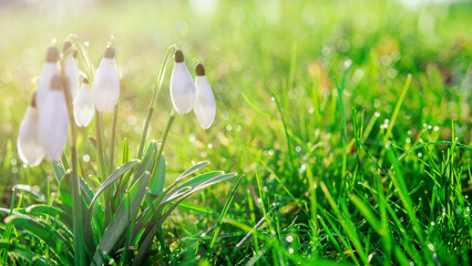 white snowdrops on green grass on a spring  sunny day. Space for text. High quality photo