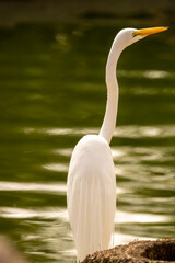 Great Egret 