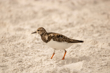 Shorebird in the sand 