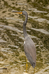 Fototapeta premium great blue heron