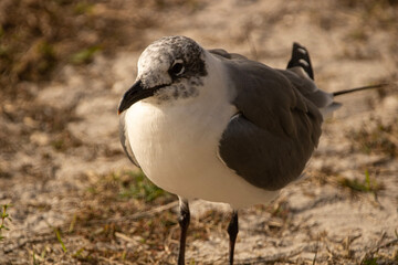 bird on the beach