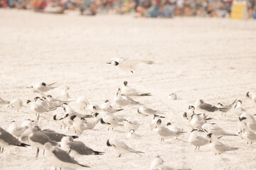 Fototapeta premium flock of seagulls