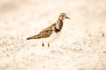 bird on the sand