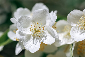 Jasmine. Flowers. Plant. Flowering plants. Spring.