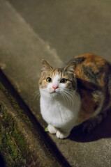 A wild cat staring straight at one point