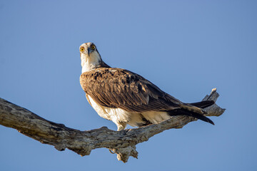 Osprey 