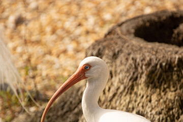 Ibis portrait