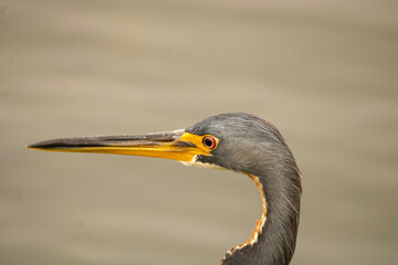 great blue heron