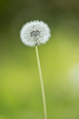Dandelion plant isolated on green bokeh background. 