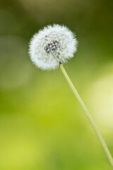 Dandelion plant isolated on green bokeh background. 
